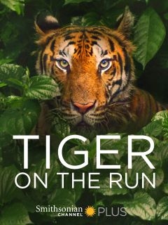 Тигр в бегах (2015)