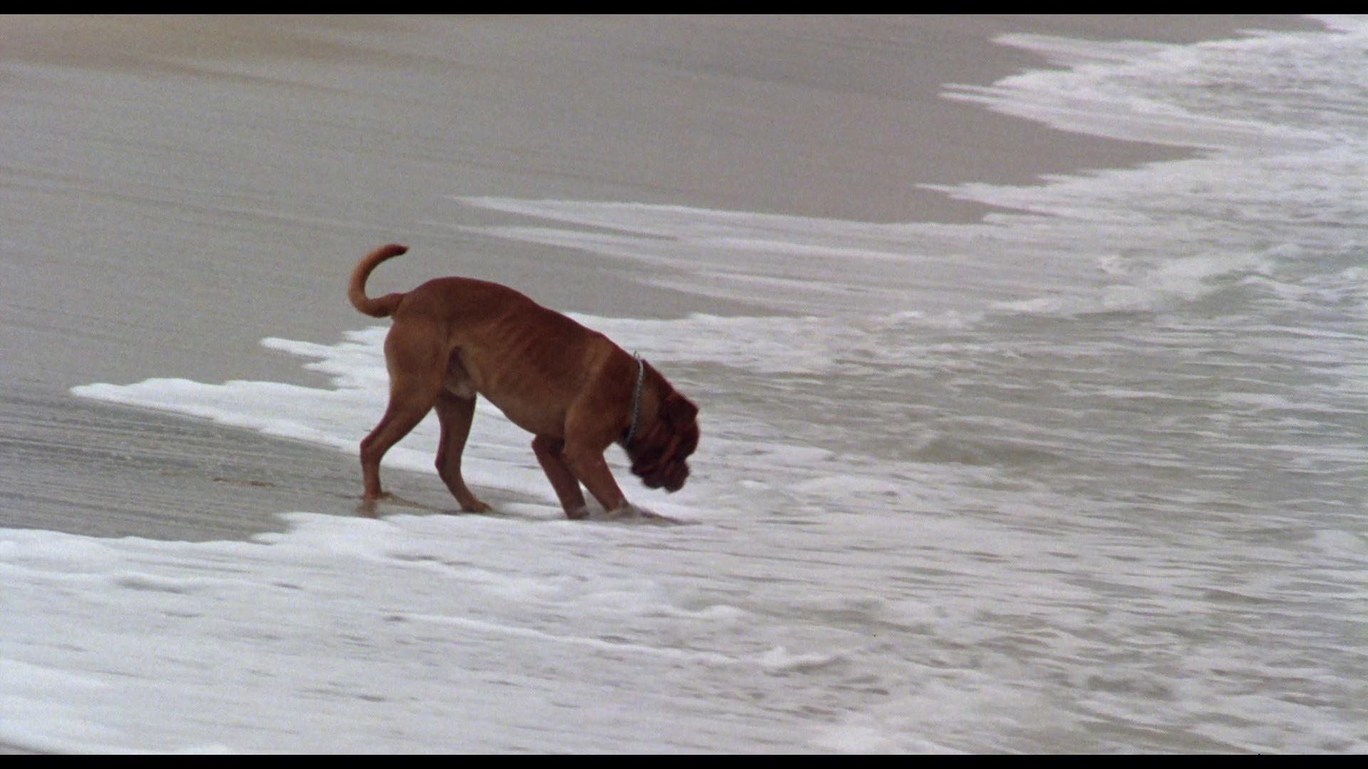 Фильм Тёрнер и Хуч (1989)