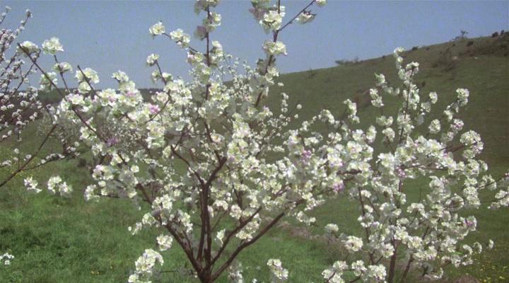 Фильм Братья Львиное сердце (1977)