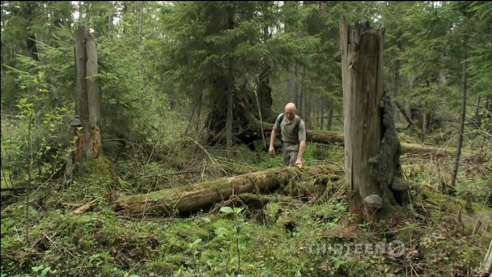 Фильм Радиоактивные волки Чернобыля (2011)