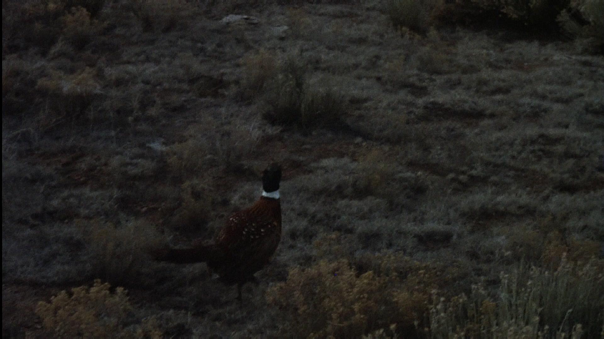 Фильм Молодые стрелки (1988)