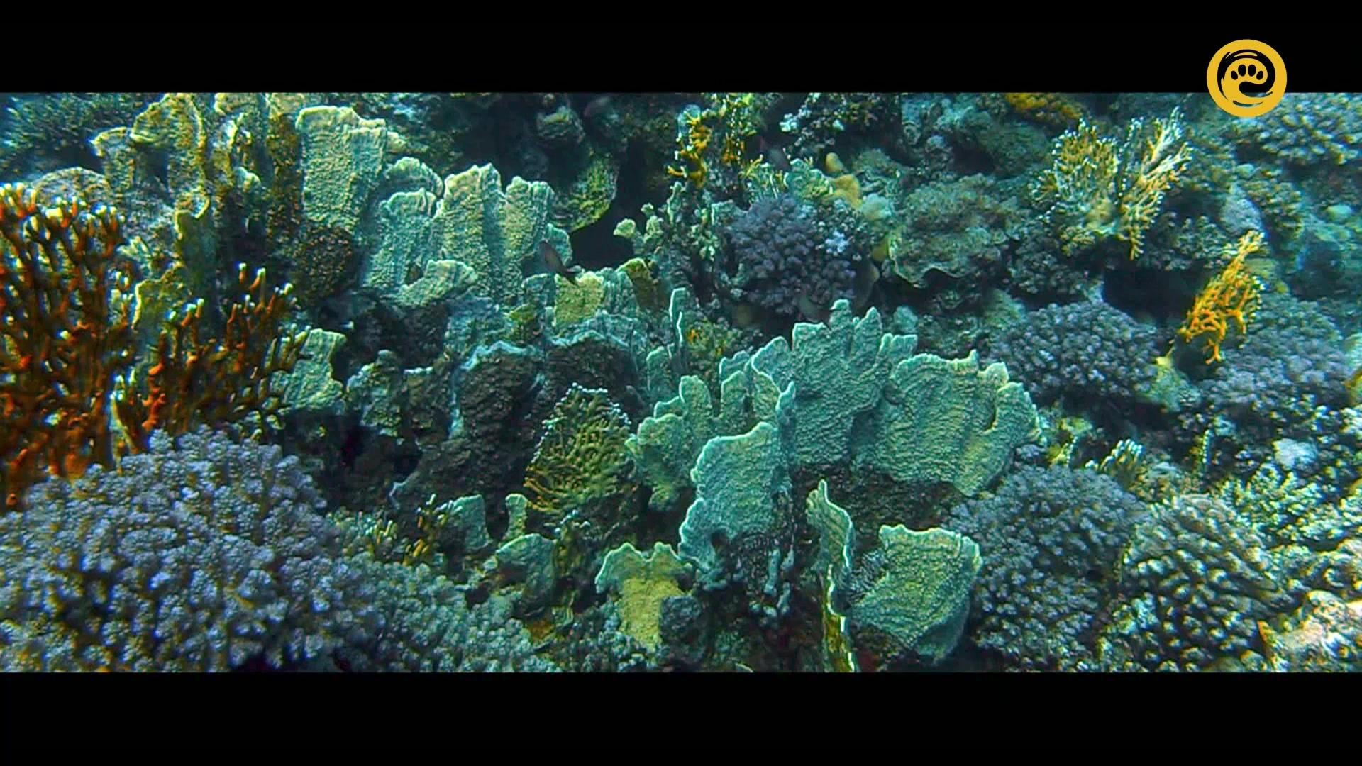 Фильм Альдабра. Путешествие к таинственному острову (2016)