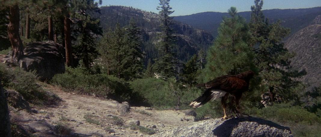 Фильм День животных (1977)