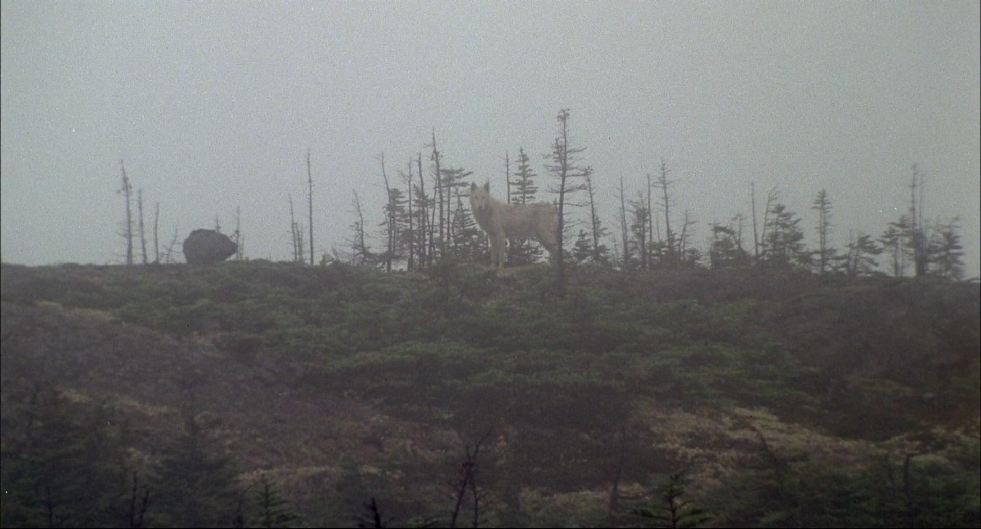 Фильм Не кричи «Волки!» (1983)