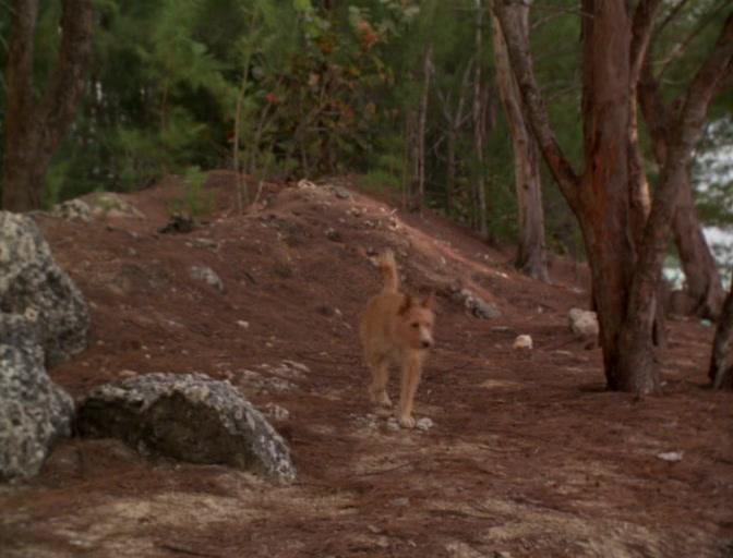 Фильм Зевс и Роксана (1997)