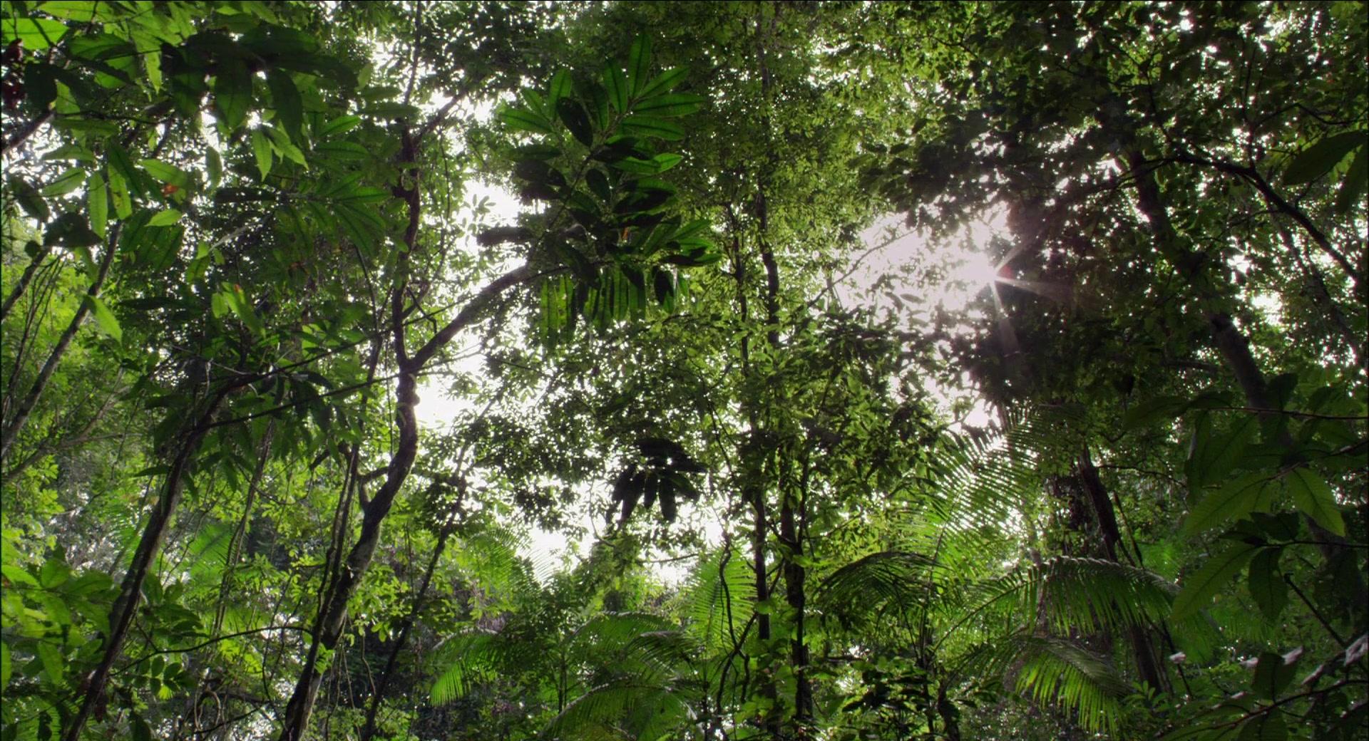 Фильм Амазония: Инструкция по выживанию (2013)