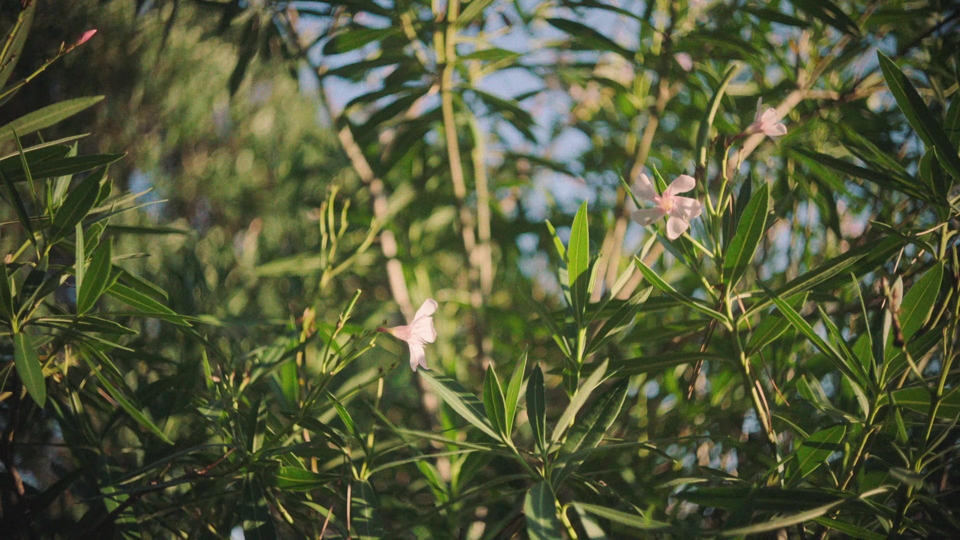 Фильм Одри (2020)