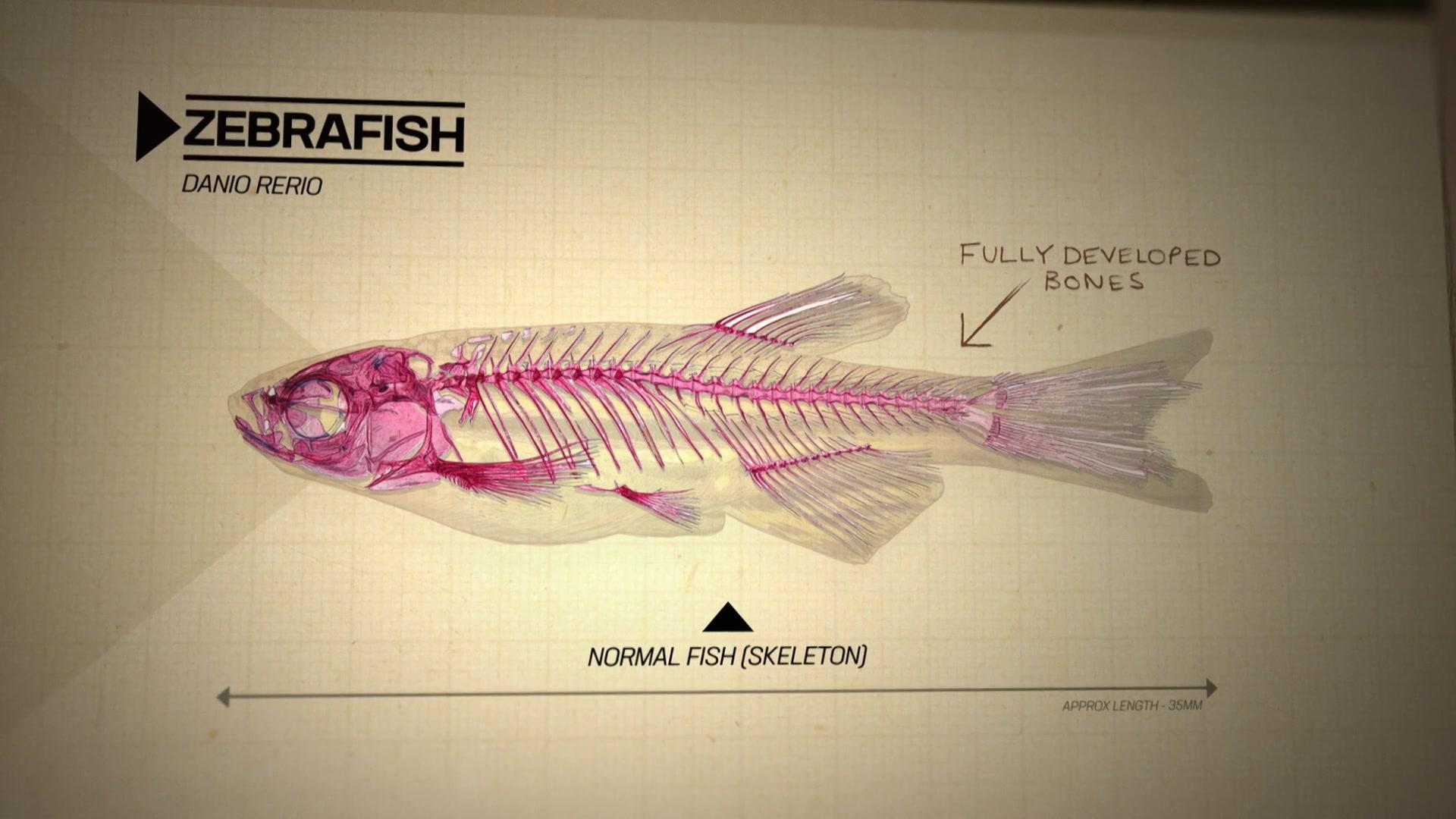 Фильм Звери в миниатюре (2017)