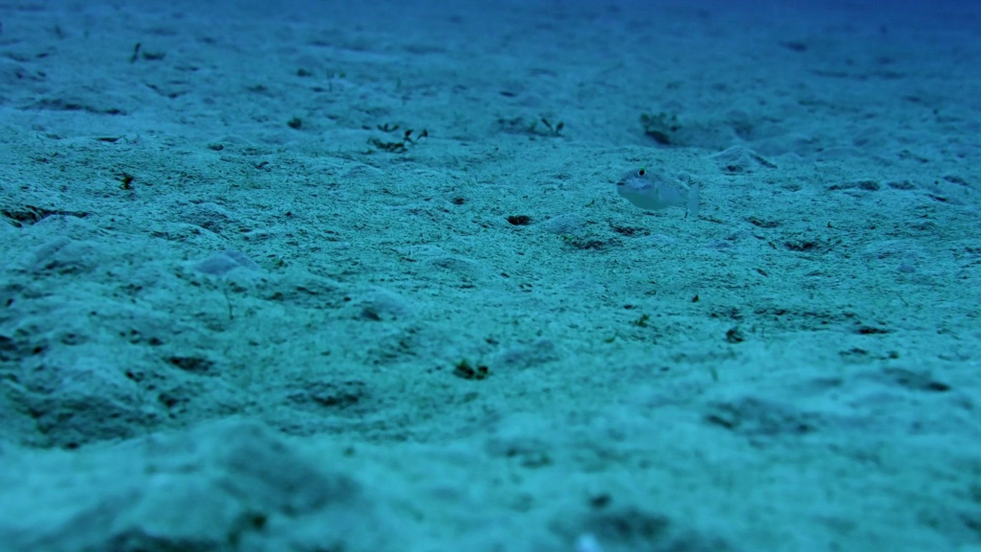 Фильм Мир природы. Миниатюрные чудеса (2017)