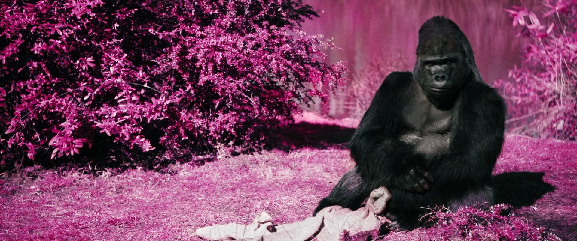 Фильм Асфальтовые джунгли (2018)