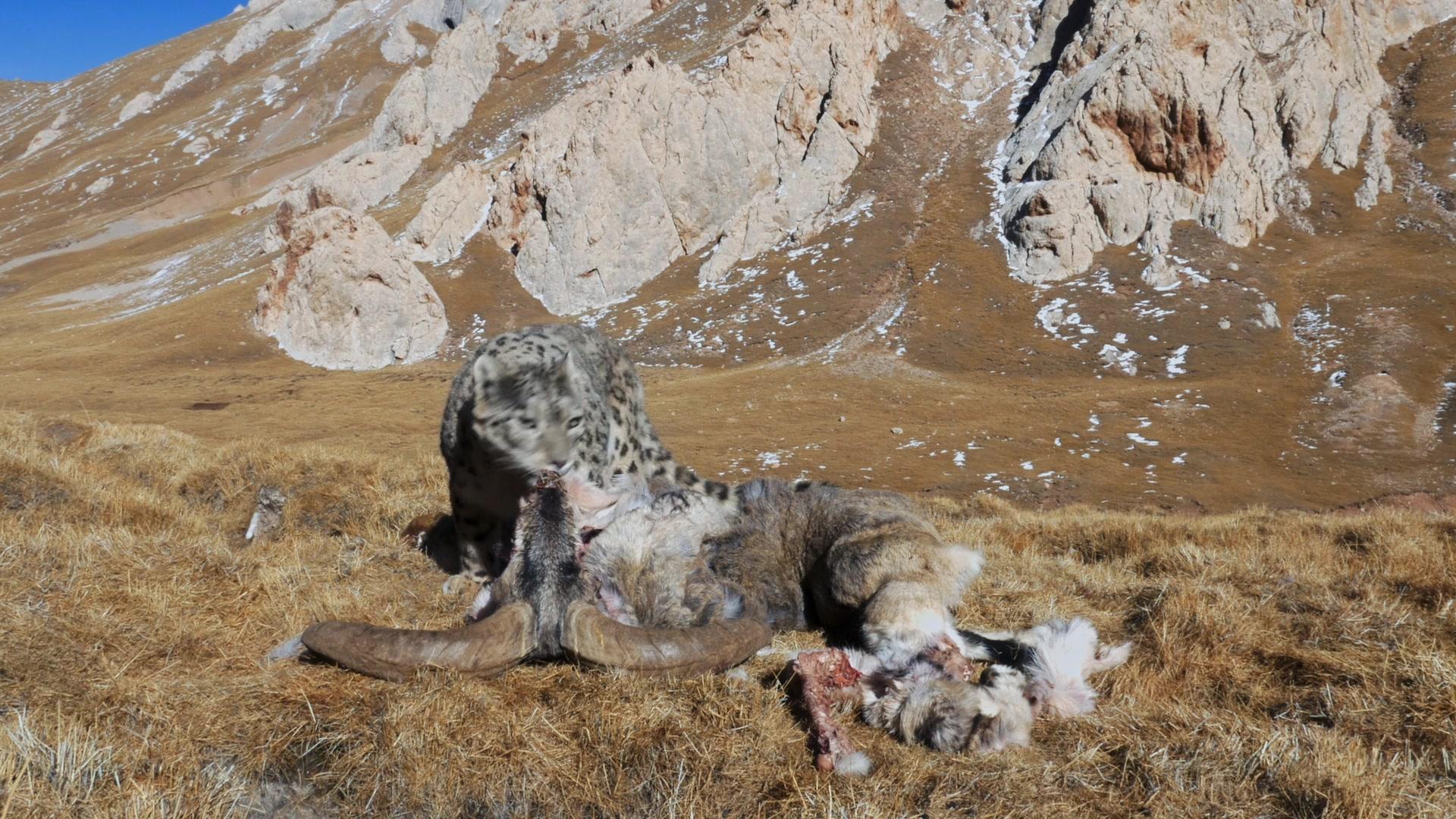 Фильм Рождённые в Китае (2016)