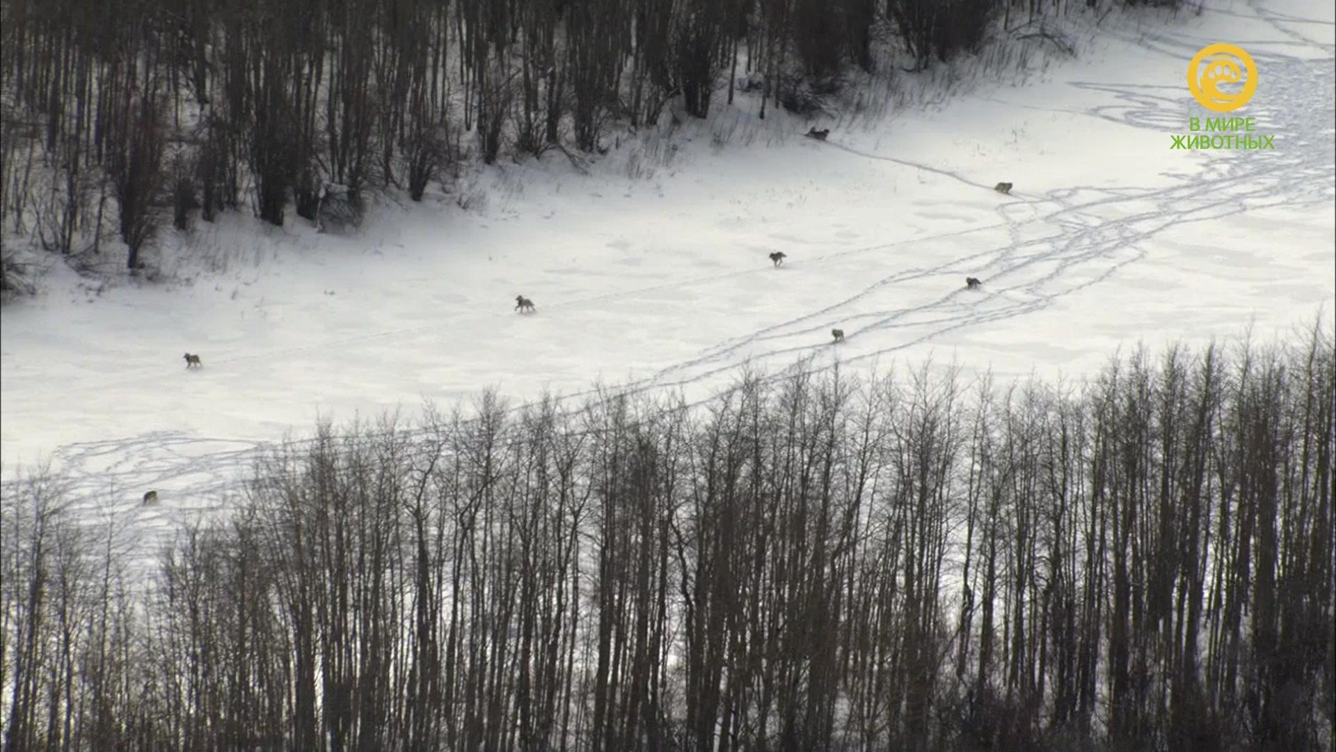 Фильм Малыши в дикой природе (2016)