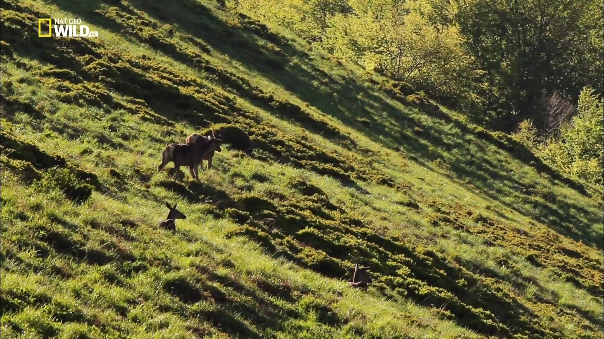 Фильм The Wolf Mountains (2013)