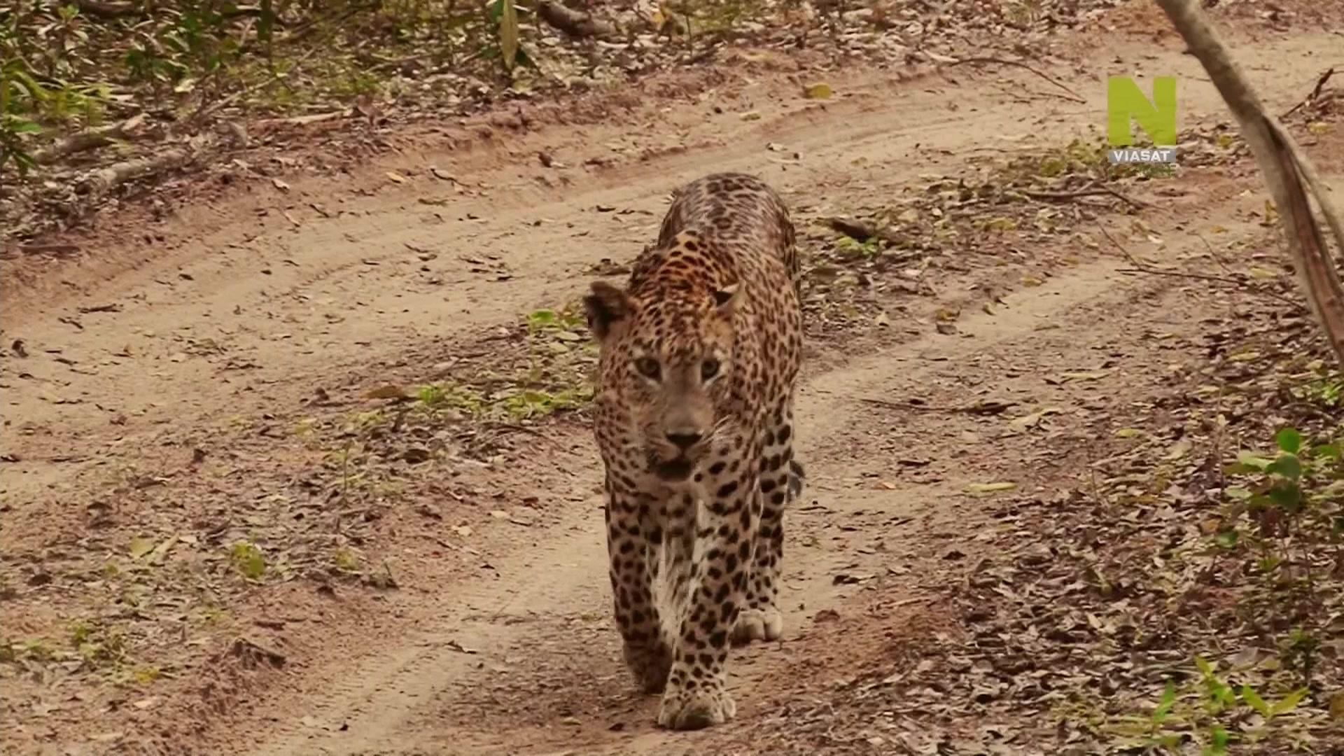 Фильм Дикая Шри-Ланка: царство леопардов (2018)