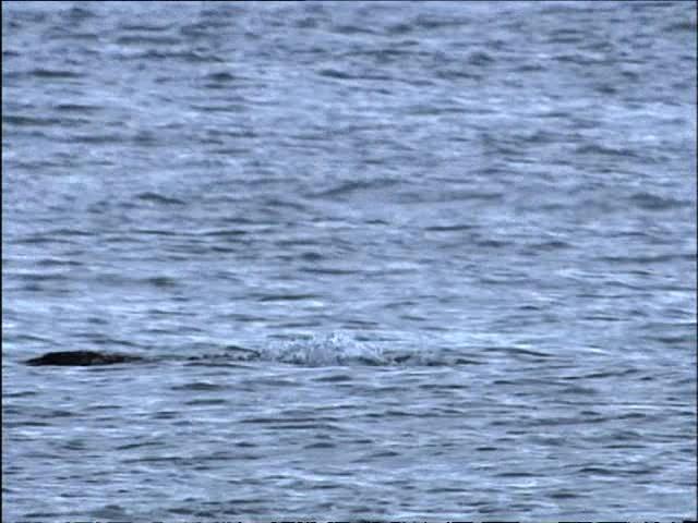 Фильм BBC: Касатка (2003)