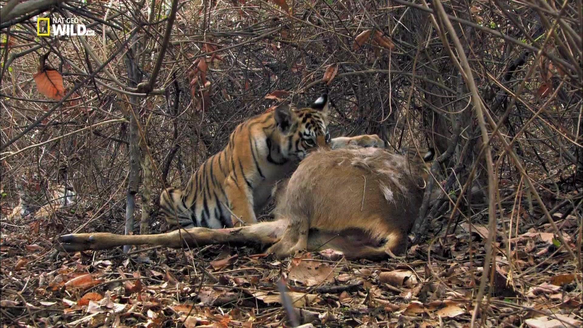 Фильм Тигр в бегах (2015)