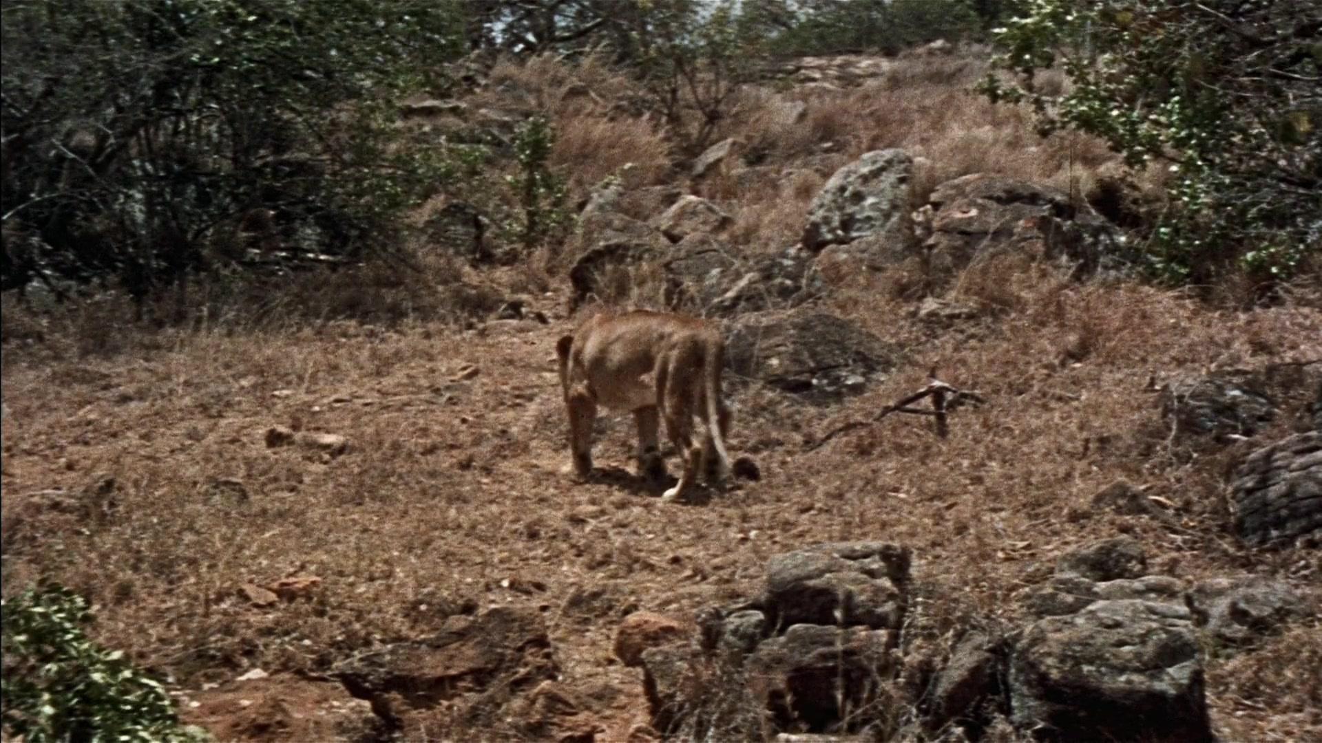 Фильм Живущие свободными (1972)