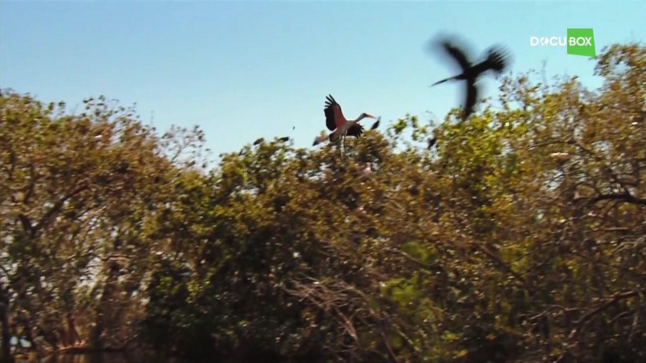 Фильм Подводный мир Окаванго (2012)