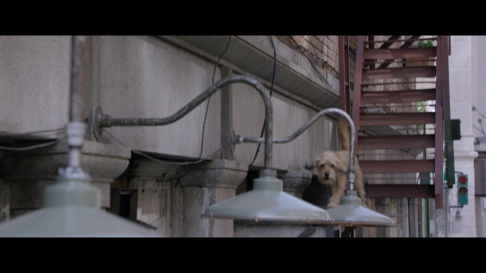 Фильм Бенджи (2017)