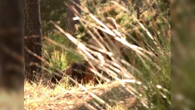 Be Deviled - 1 серия, 6 сезона, сериала Удивительные странствия Геракла (1995)