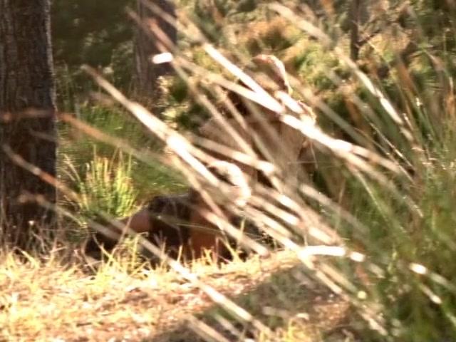 Сериал Удивительные странствия Геракла (1995) 6 сезон 1 эпизод