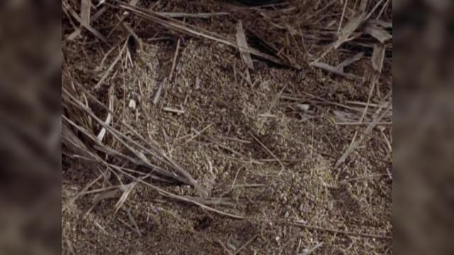 A Necessary Evil - 14 серия, 2 сезона, сериала Зена – королева воинов (1995)