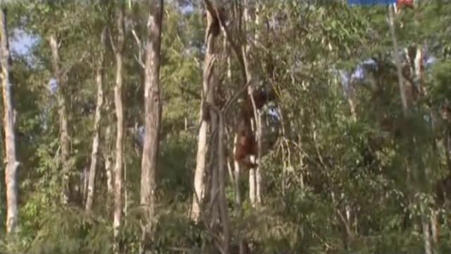 Rumble in the Jungle - 11 серия, 1 сезона, сериала Остров орангутанов (2007)