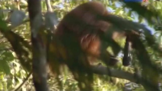 Eaten Alive - 8 серия, 1 сезона, сериала Остров орангутанов (2007)