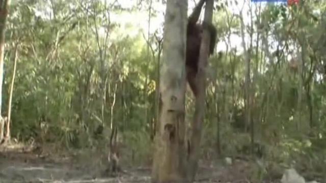 Lost - 3 серия, 1 сезона, сериала Остров орангутанов (2007)