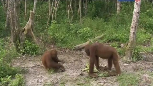 A Rumble in the Jungle - 2 серия, 2 сезона, сериала Остров орангутанов (2007)