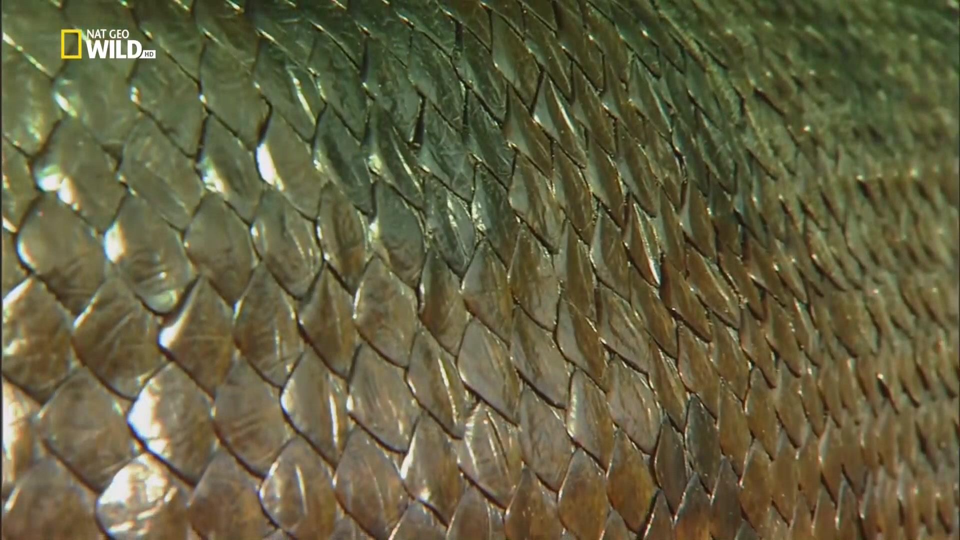 Фильм Анаконда: Тихий убийца (2014)