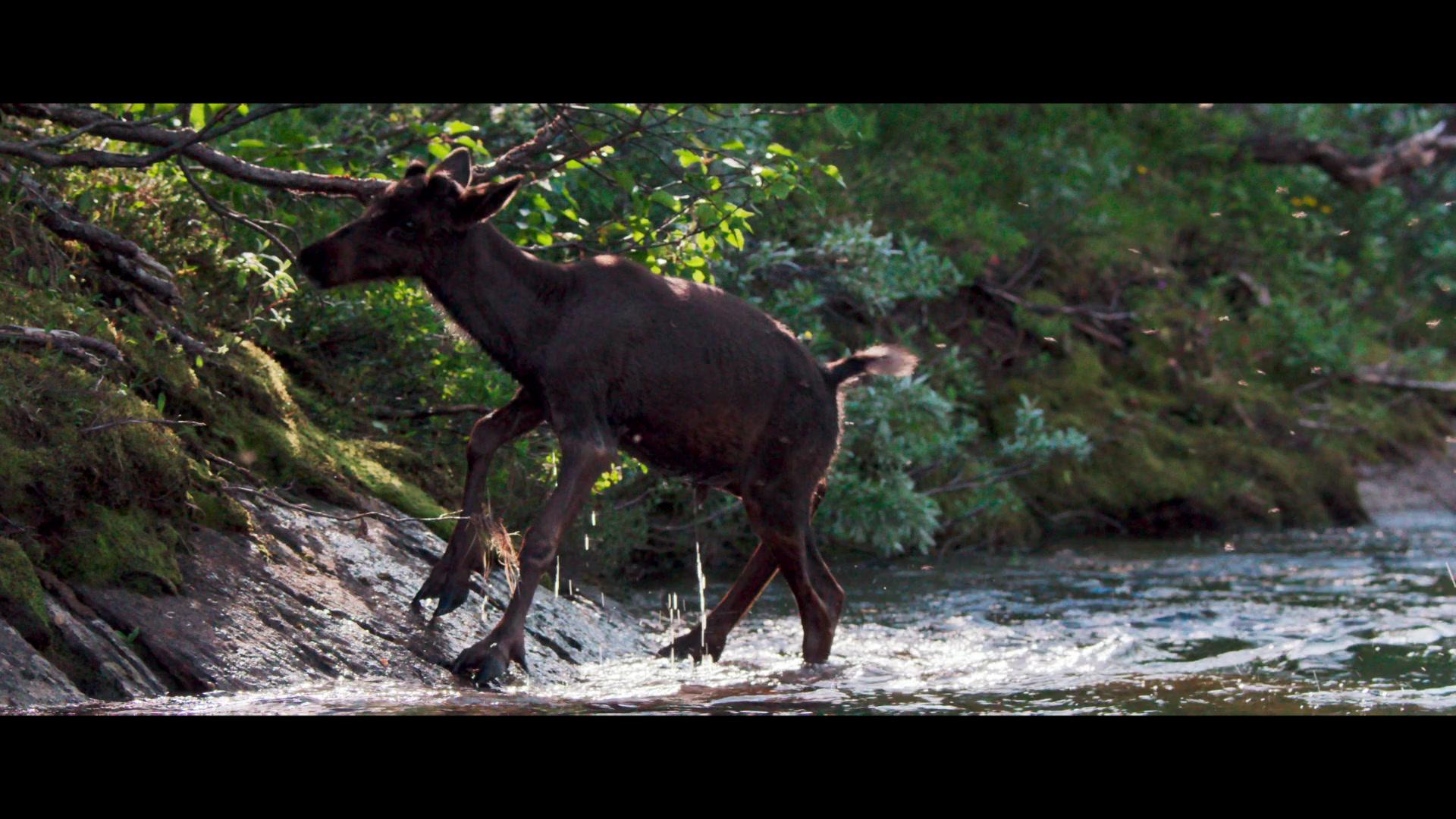 Фильм Приключения олененка (2018)