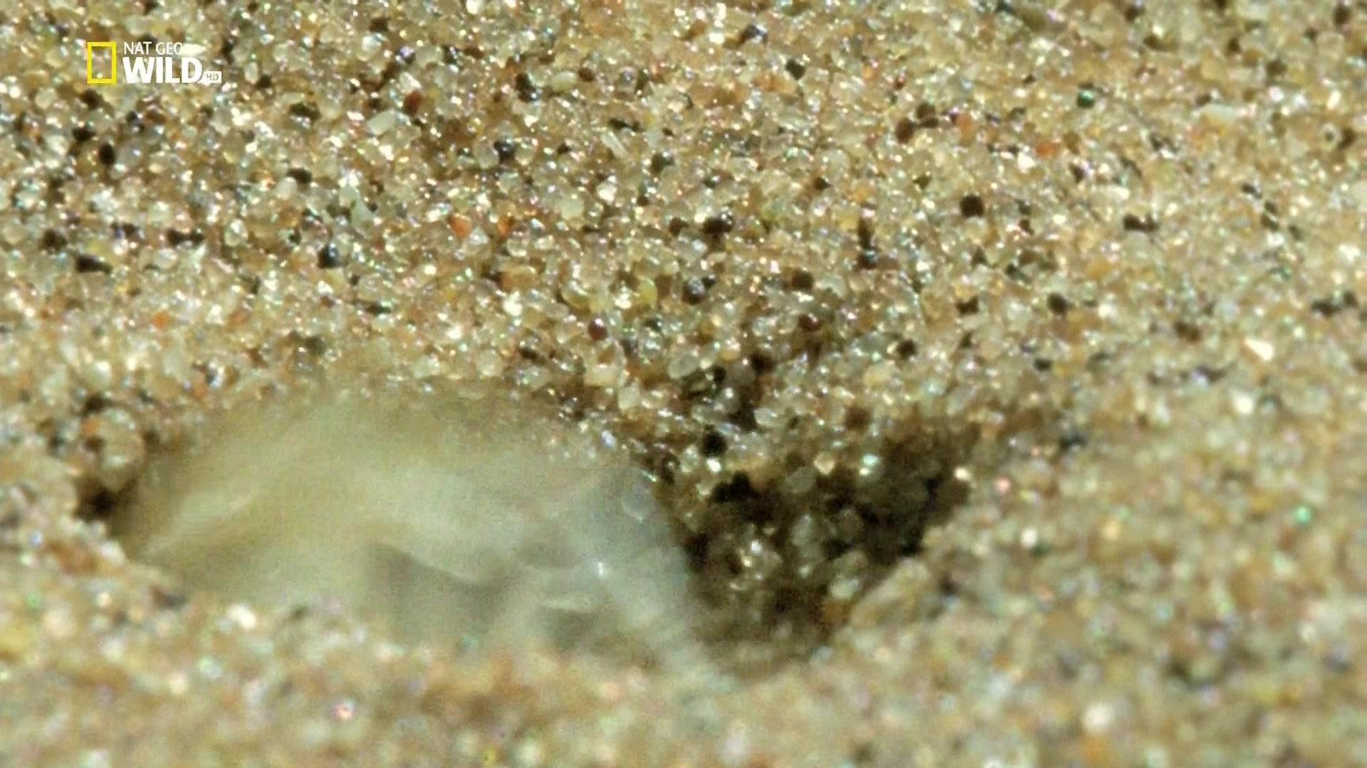 Фильм Невероятные пауки (2016)