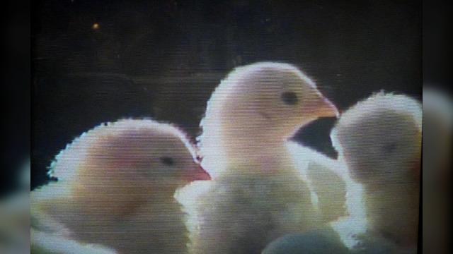 Эпизод с Цыпленком и Уткой - 21 серия, 3 сезона, сериала Друзья (1994)