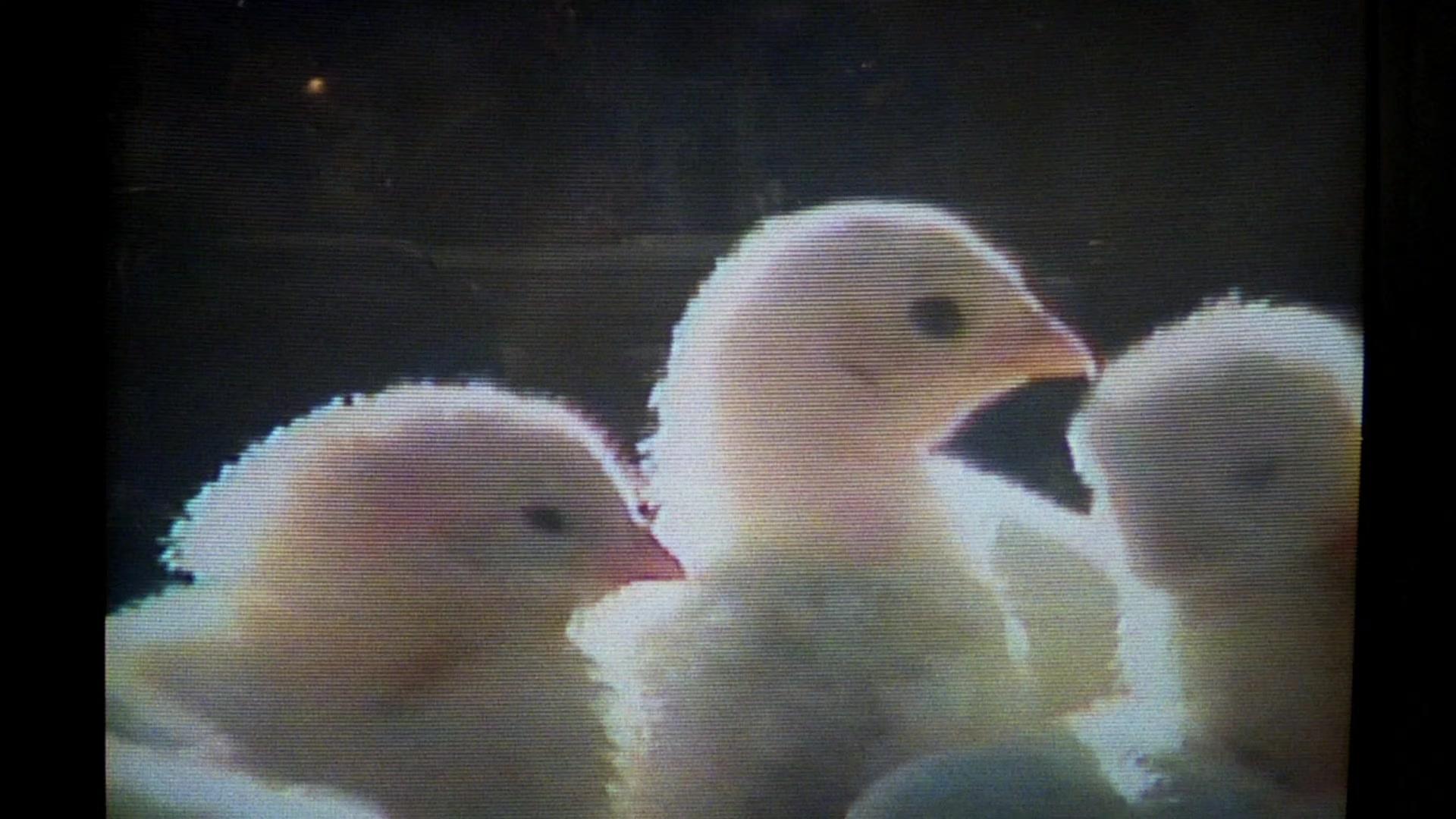 Сериал Друзья (1994) 3 сезон 21 эпизод