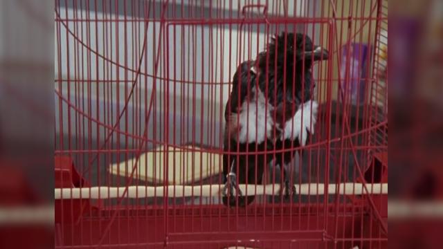 Мой Кабачок - 12 серия, 5 сезона, сериала Клиника (2001)