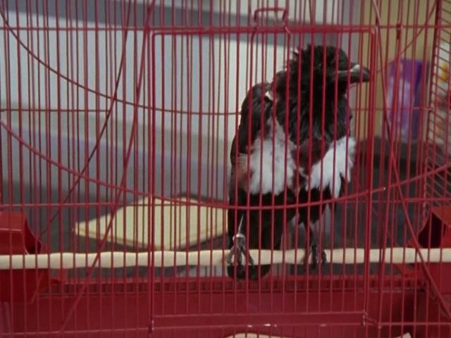 Сериал Клиника (2001) 5 сезон 12 эпизод