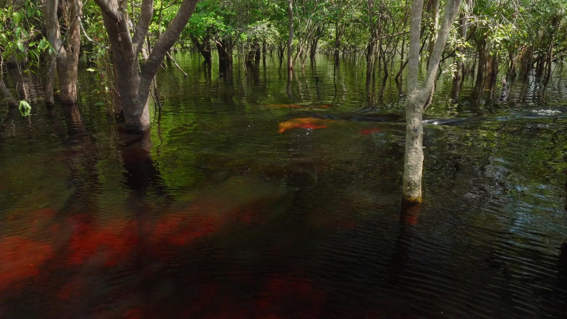 Фильм Экспедиция Амазонка (2024)