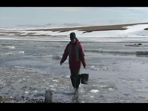 Фильм Возвращение овцебыка (2008)