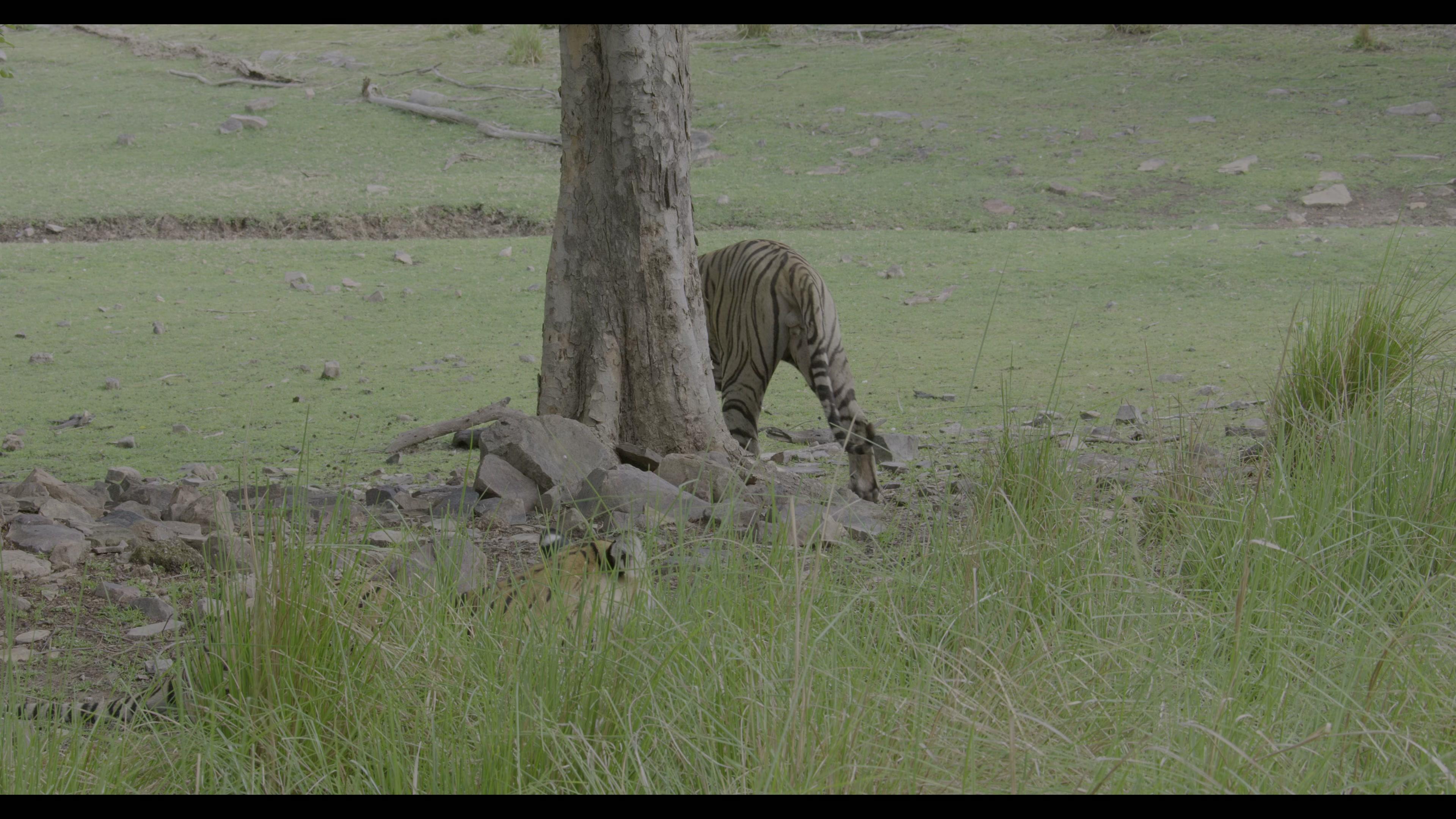 Фильм Тигр (2024)