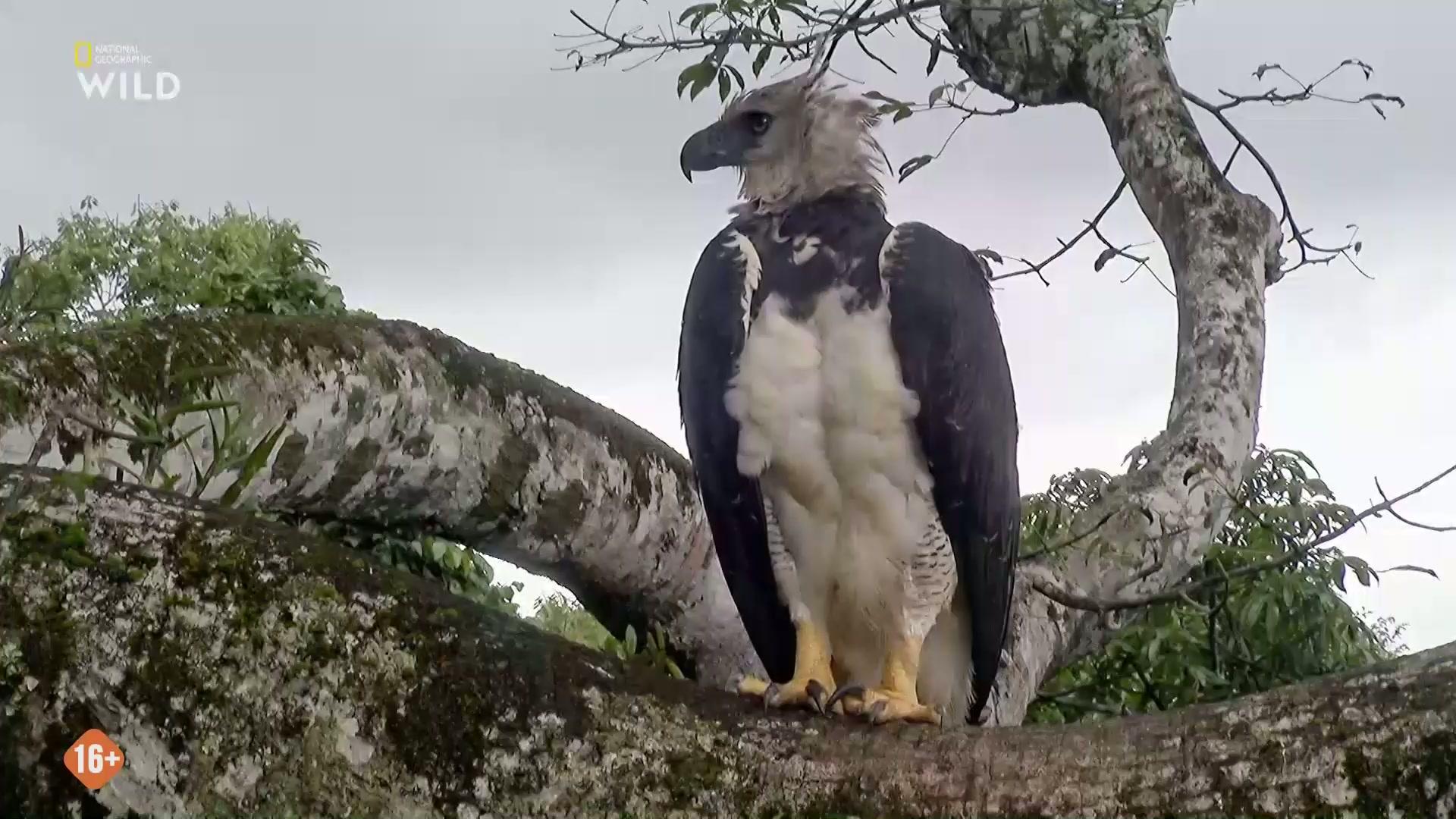 Фильм Guyana - Der Weg des Jaguars (2023)