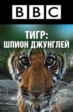 Сериал BBC: Тигр – шпион джунглей (2008)