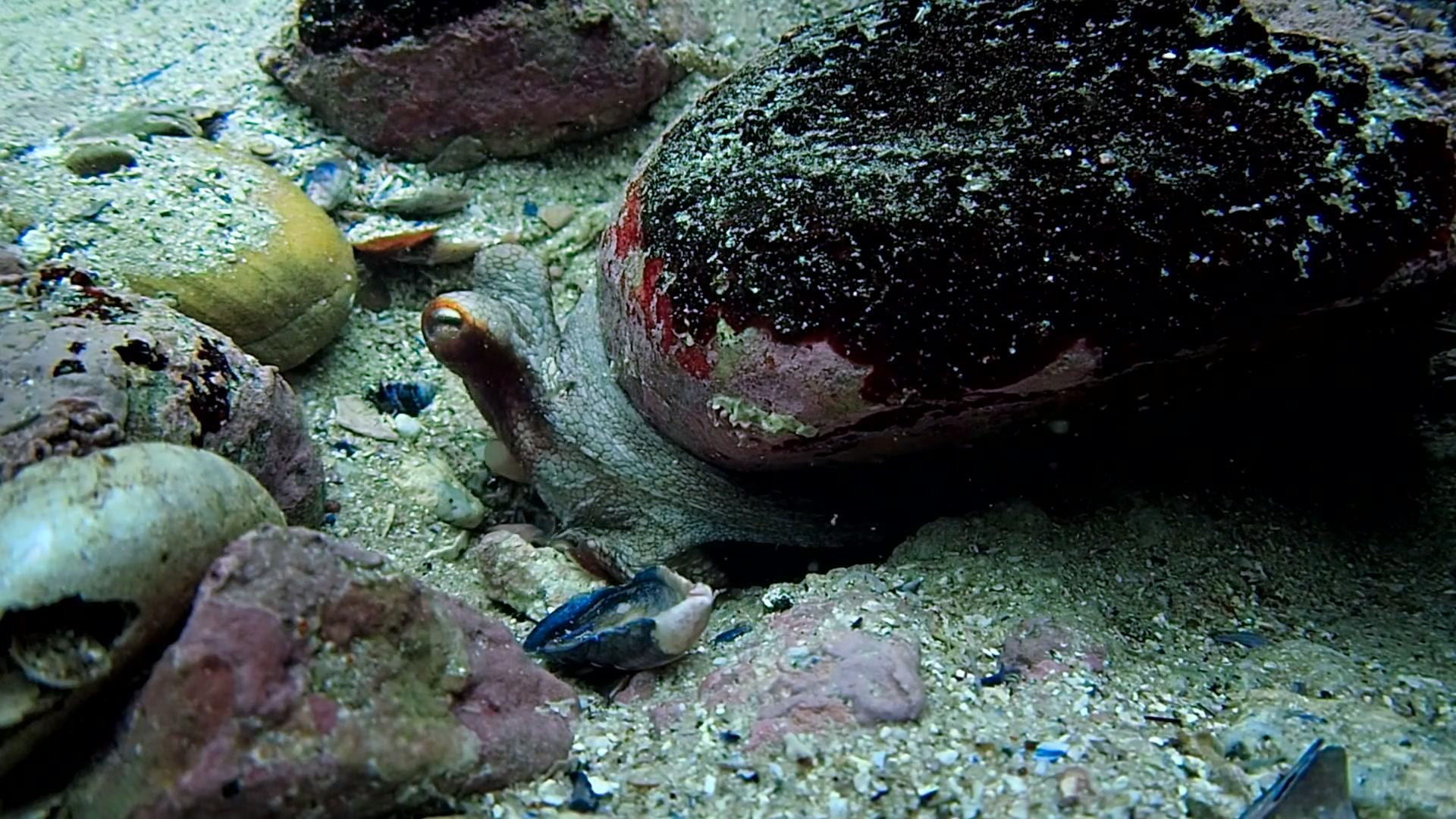 Фильм Мой учитель-осьминог (2020)