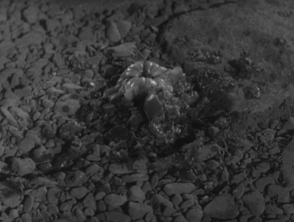 Фильм Бездомный пёс (1949)