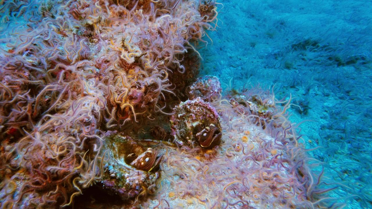 Фильм Жизнь глубин (1994)