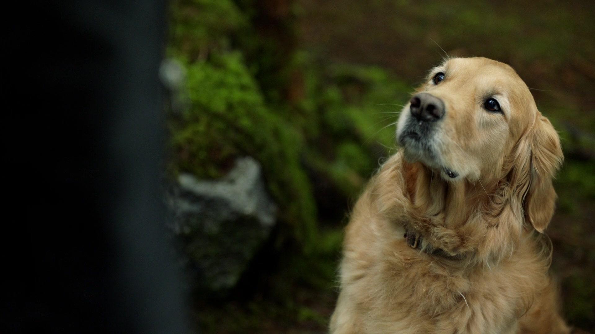 Сериал Сотня (2014) 7 сезон 16 эпизод