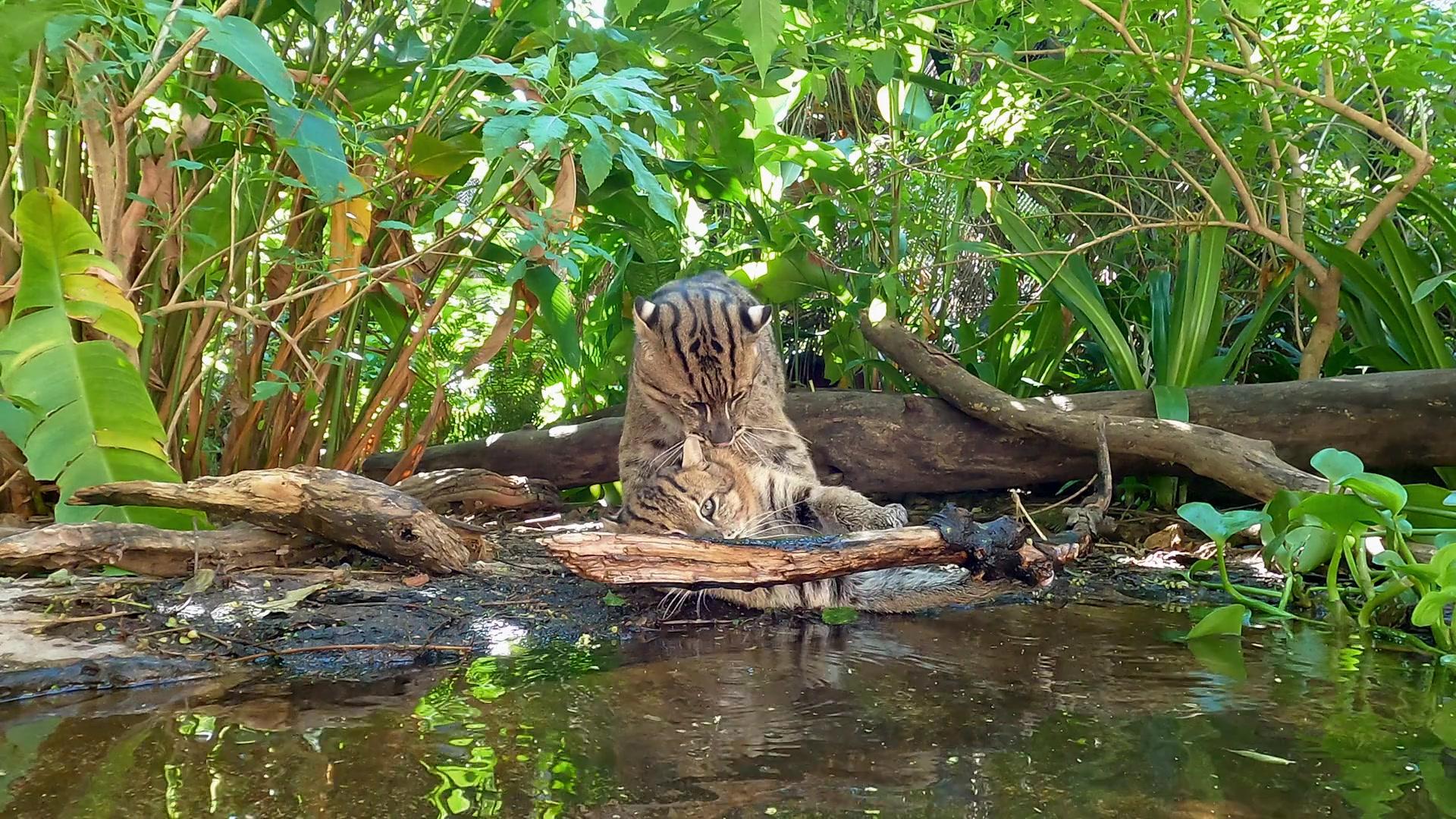 Фильм Дикие кошки Таиланда (2021)