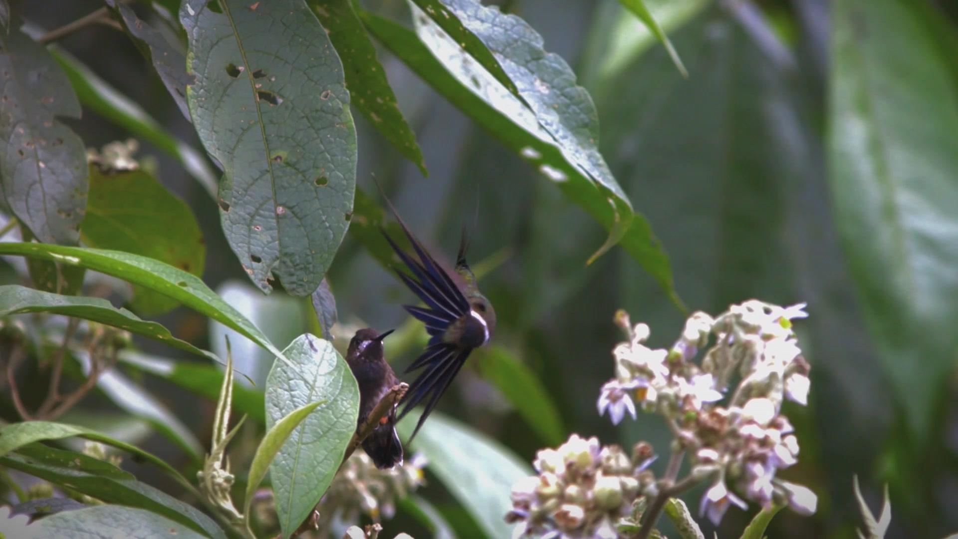 Фильм Драгоценные посланники цветов (2012)