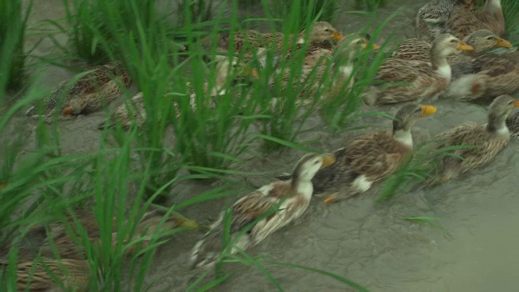 Фильм Небольшой лес: Лето и осень (2014)