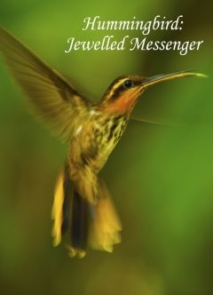 Драгоценные посланники цветов (2012)